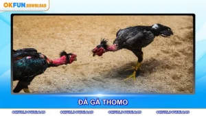 Đá Gà Thomo - Trải Nghiệm Cược Trực Tiếp Đỉnh Cao
