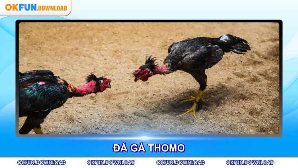 Đá Gà Thomo - Trải Nghiệm Cược Trực Tiếp Đỉnh Cao