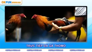 Đá Gà Thomo - Trải Nghiệm Trực Tiếp Đỉnh Cao