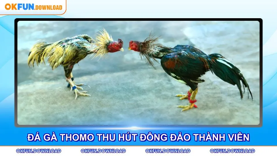 Đá gà Thomo thu hút đông đảo thành viên tham gia