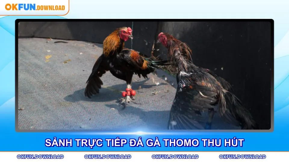 Sảnh trực tiếp đá gà Thomo thu hút thành viên