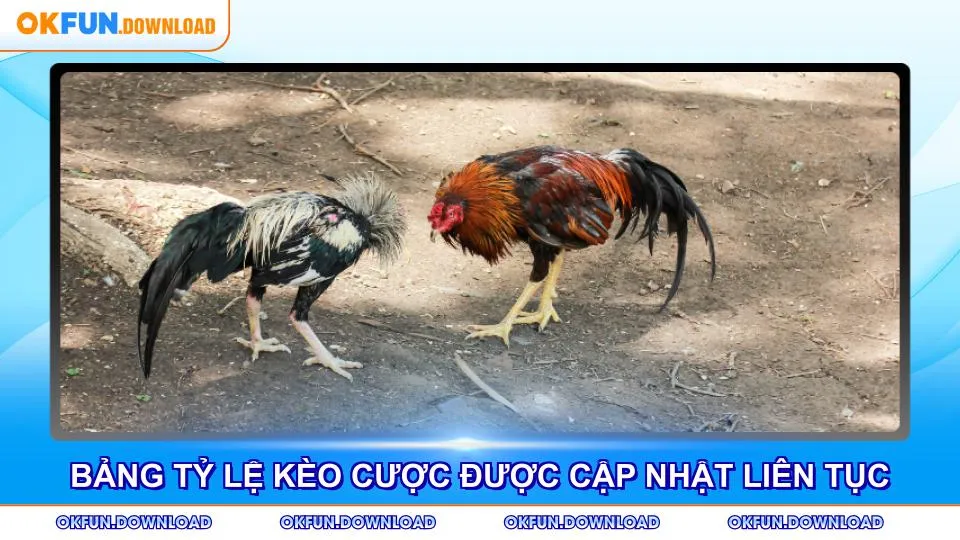 Bảng tỷ lệ kèo cược được cập nhật liên tục